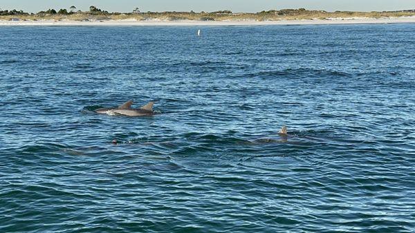 Dolphins