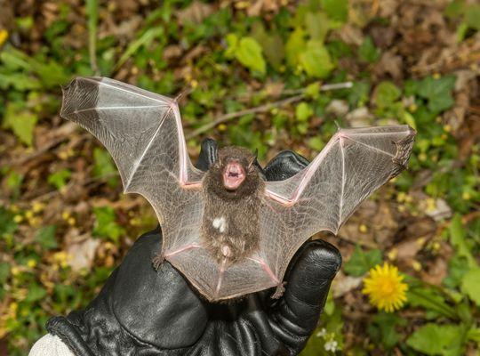 Silver Haired Bat