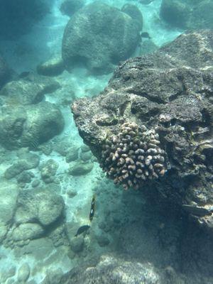 Sharks Cove snorkeling