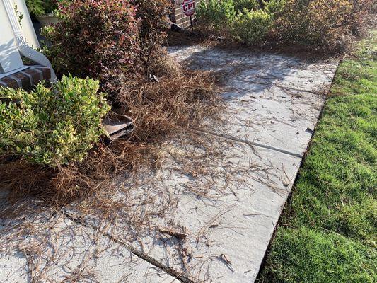 More Pine straw spread all over sidewalk