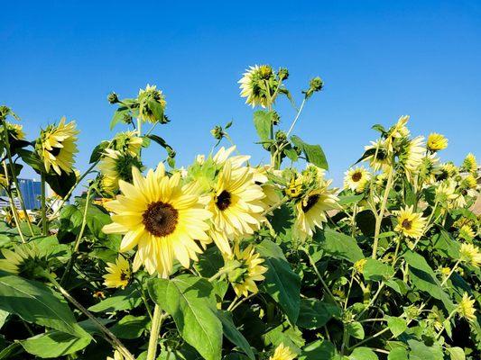 Buttercream sunflower