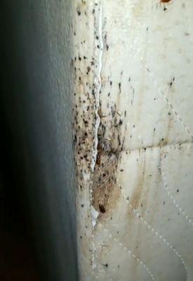 Evidence of bed bugs