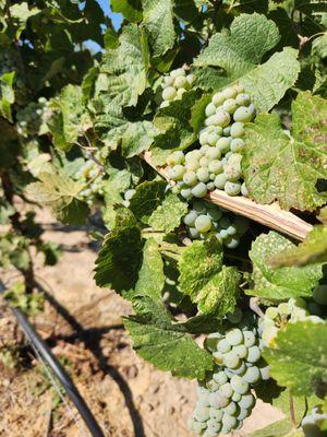 Buckhorn Vineyards' ripening Reisling grapes