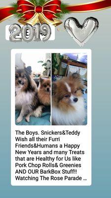 Snickers.  Teddi(rip). Wooki