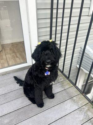 6 month Goldendoodle after grooming by Pedro!! He did amazing!! Pedro hizo un lindo trabajo y nuestra perrita quedó muy linda