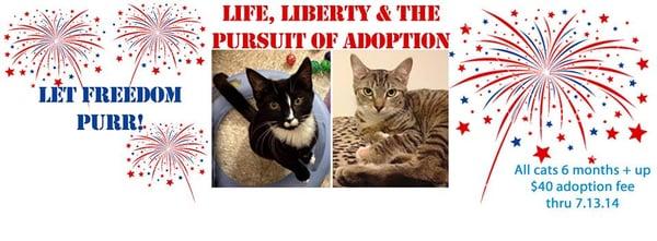 Life, Liberty & the Pursuit of Adoption! #LetFreedomPurr