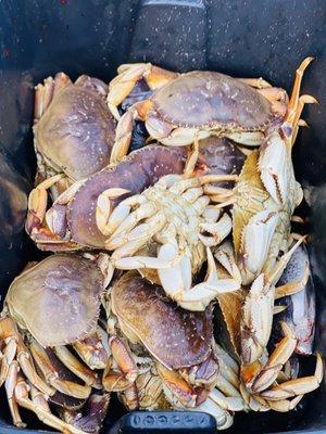 Only the tastiest crab in the world. Dungeness. Period.