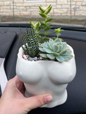 Succulent Native