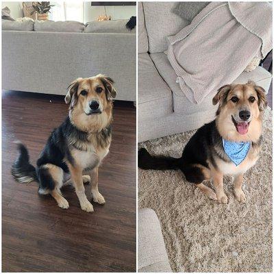 Before and after We didn't want much done since it was her first cut. They did exactly what we asked!