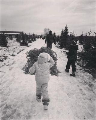 Put the freshly sawed tree in a sled and bring it back to get shaken and packaged up for home.