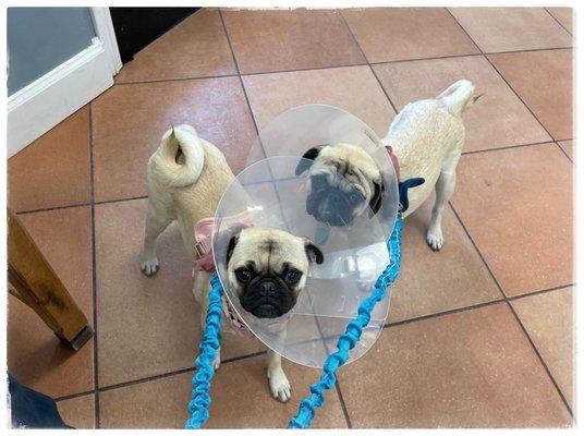 My fur babies after they had their surgery (Spay & Neuter). Look at how cute they are! Such little sweethearts. Dr. Rivera took great care.