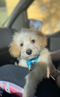 They even put on him the cutest bandana tie