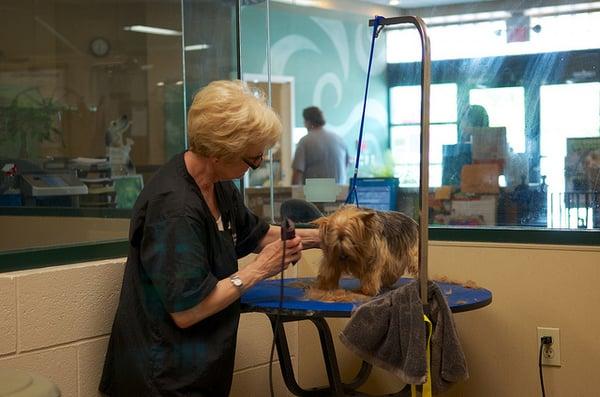 Eastpoint Pet Resort's gentle groomers are experienced with all breeds.