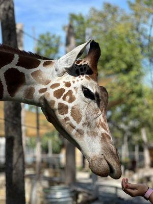 Baby giraffe we were able to pet.