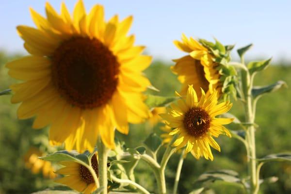 Evans Farms grows a wide assortment of farm fresh flowers. Pictured are sunflowers growing on Evans Farms.