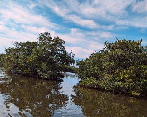 Mangroves and more mangroves