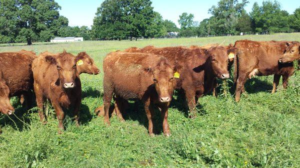 Falster Farm A2A2 Full Blood Red Angus finishing on Sweet Clover