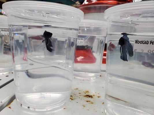 Upclose of some of the betta fishes.