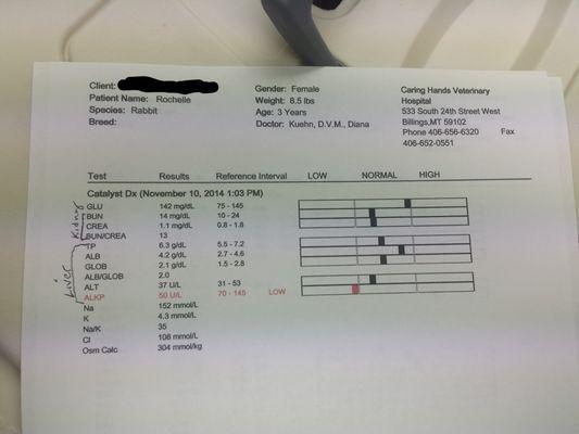 The bloodwork from my rabbit's visit to Caring Hands. Including the office visit and the lactated ringer, it came out to around $200.