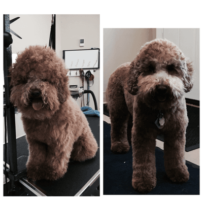 Handsome doodle before and after