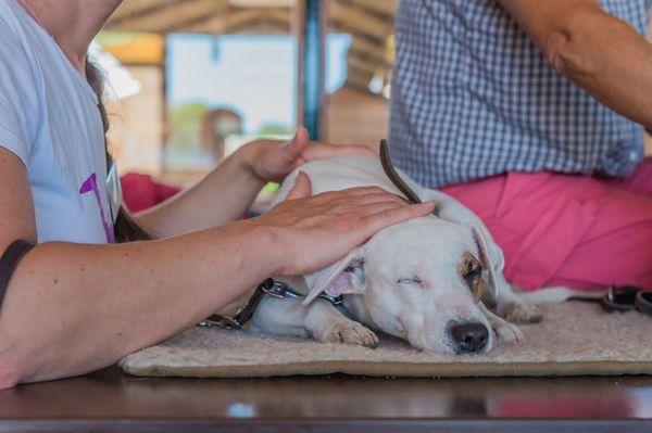 Jin Shin Jyutsu for Your Animal Companions practitioner.