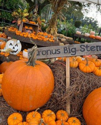 Pumpkin wall- patch | Kerbys Nursery | Seffner FL | Oct 8, 2021