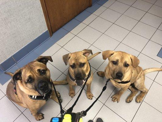 Foster mama Nyla with her foster pups Elton and Cher!