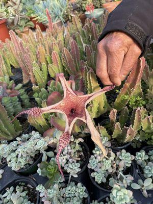 Succulent giant flower