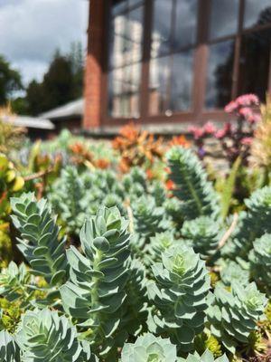 Succulent garden