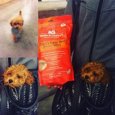 While picking up our food at Doggy Style NYC, we found a new airline approved travel bag and new chew toy. #stellaandchewys and #bkatelier