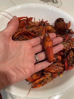 Kyle LeBlanc Crawfish Farms