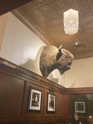 Cool bison head