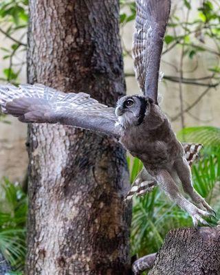 Milky Eagle Owl