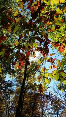 Amazing foliage at dogwood.