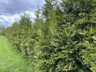 This row of Green Giant Arborvitae was planted about 2012.