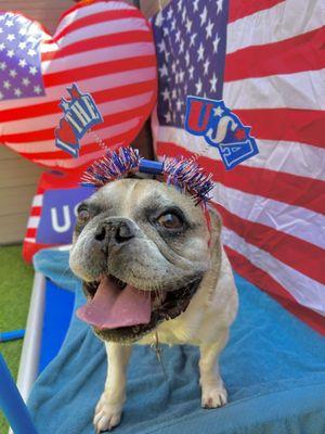 4th of July South Park doggie Adventureland style!