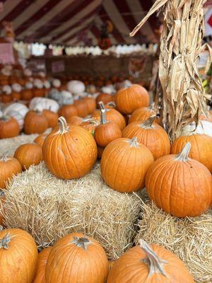 Pumpkin patch