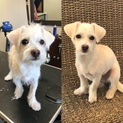 "Shiro" Before and after!