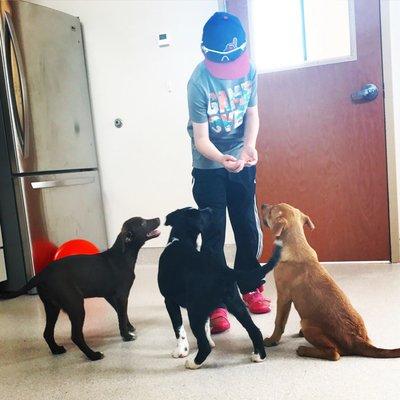 Positive reinforcement only- puppies get a treat when they sit