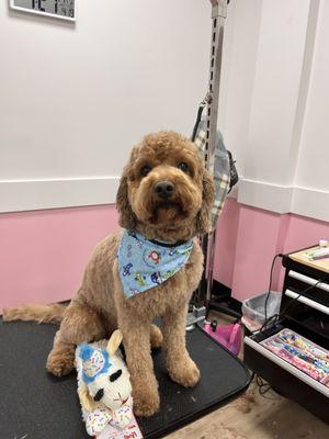 Woof Gang Bakery & Grooming Naperville