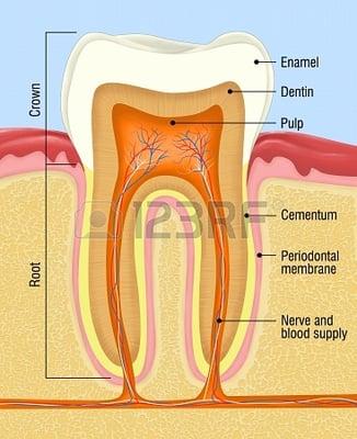 Root Canal Therapy