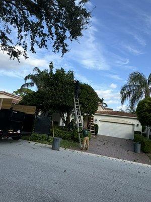 Carrotwood Tree trimming