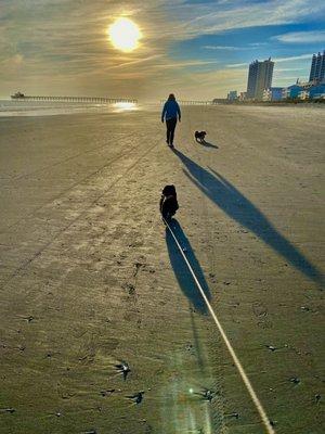 Sunset walk on the beach with pets