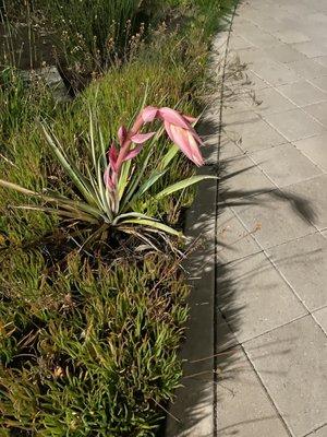 Beautiful landscaping at the amtrak station.