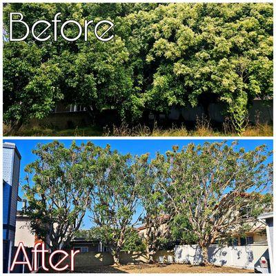 Large Ficus Tree Trimming- Redondo Beach