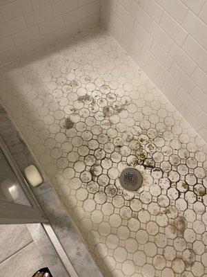 Feces and toilet backing up into shower