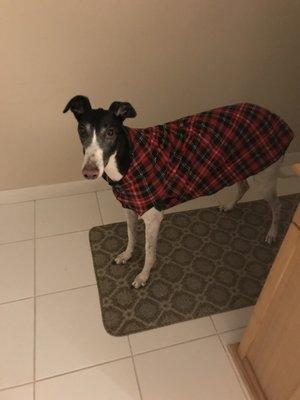 This winter, looking smart in her plaid wrap!