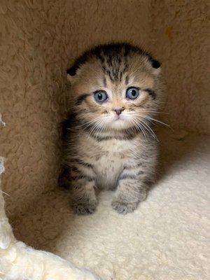 Are you looking for a beautiful Scottish fold kitten? Text or call us at 716-220-7777