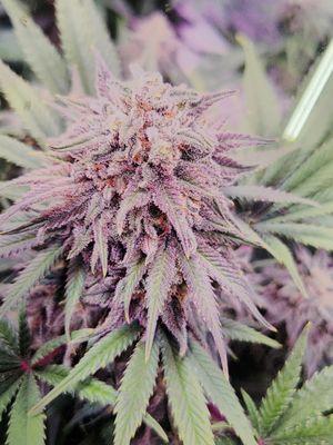 Purple punch no bugs no pesticides know what's in your grow clones available at Jarods Auto.