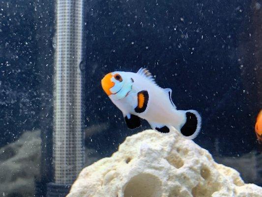 Impressive amount of animal including this designer clownfish "Wyoming white"